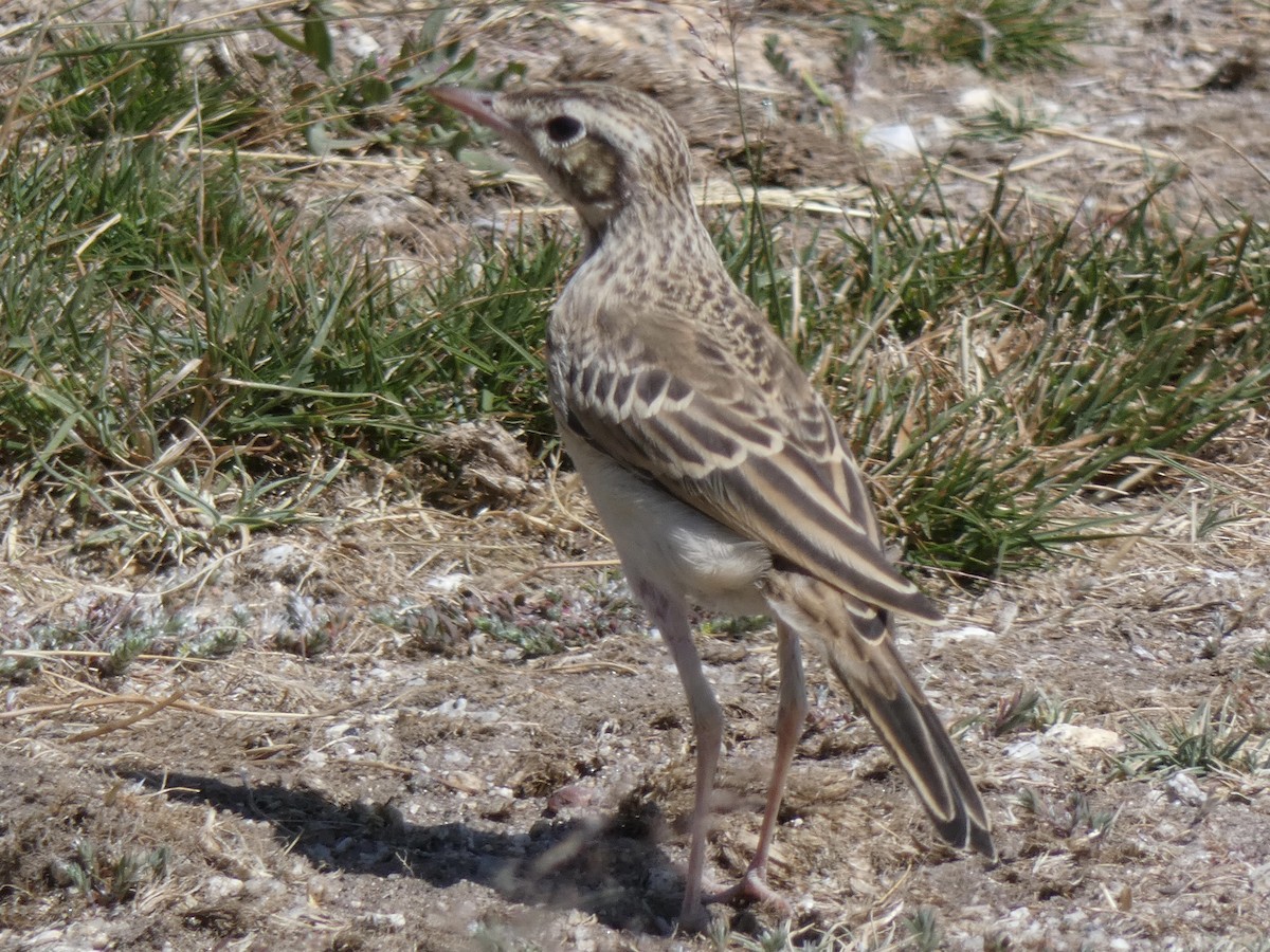 Tawny Pipit - Carlos Villaverde Castilla