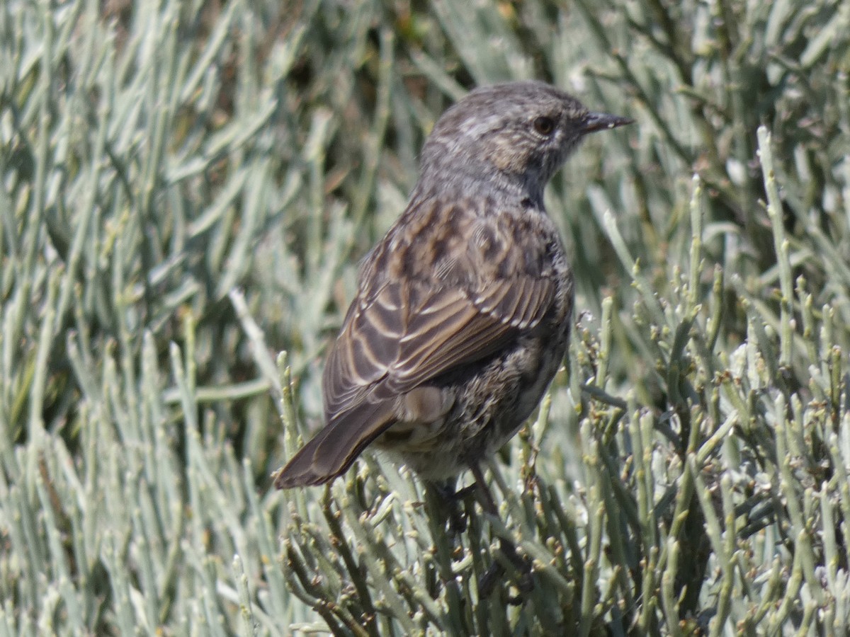 Dunnock - Carlos Villaverde Castilla