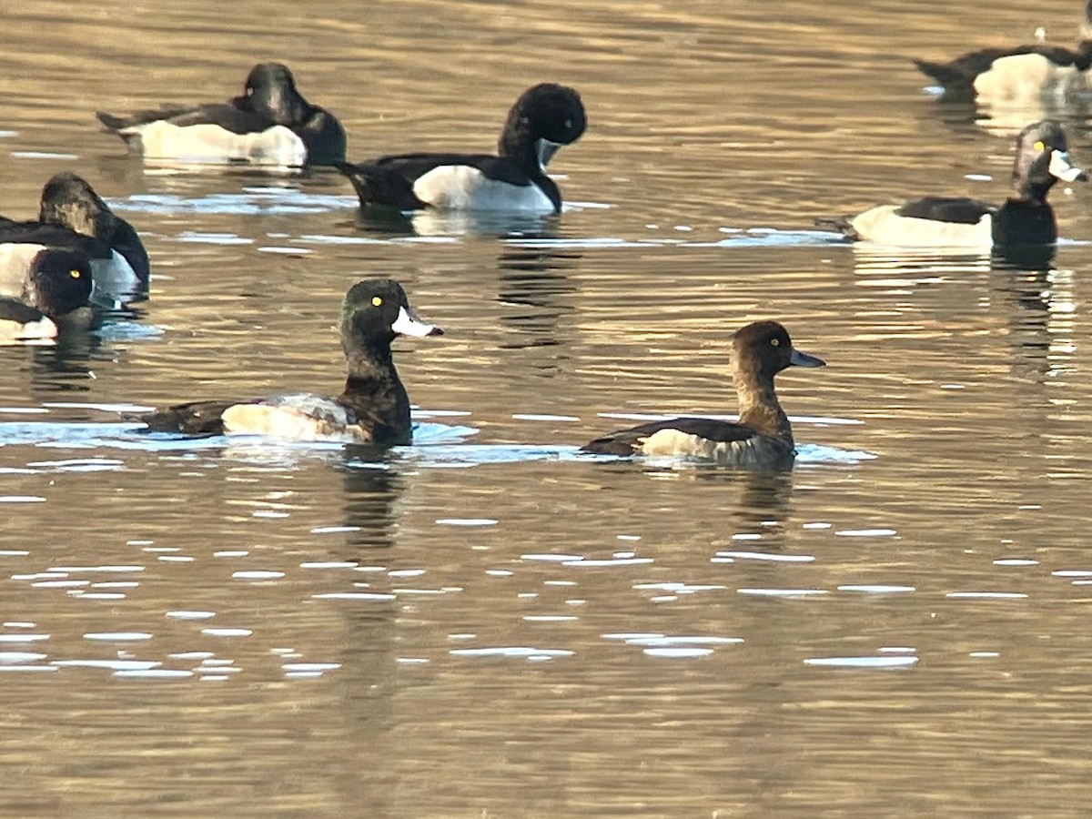 Tufted Duck - ML611638224