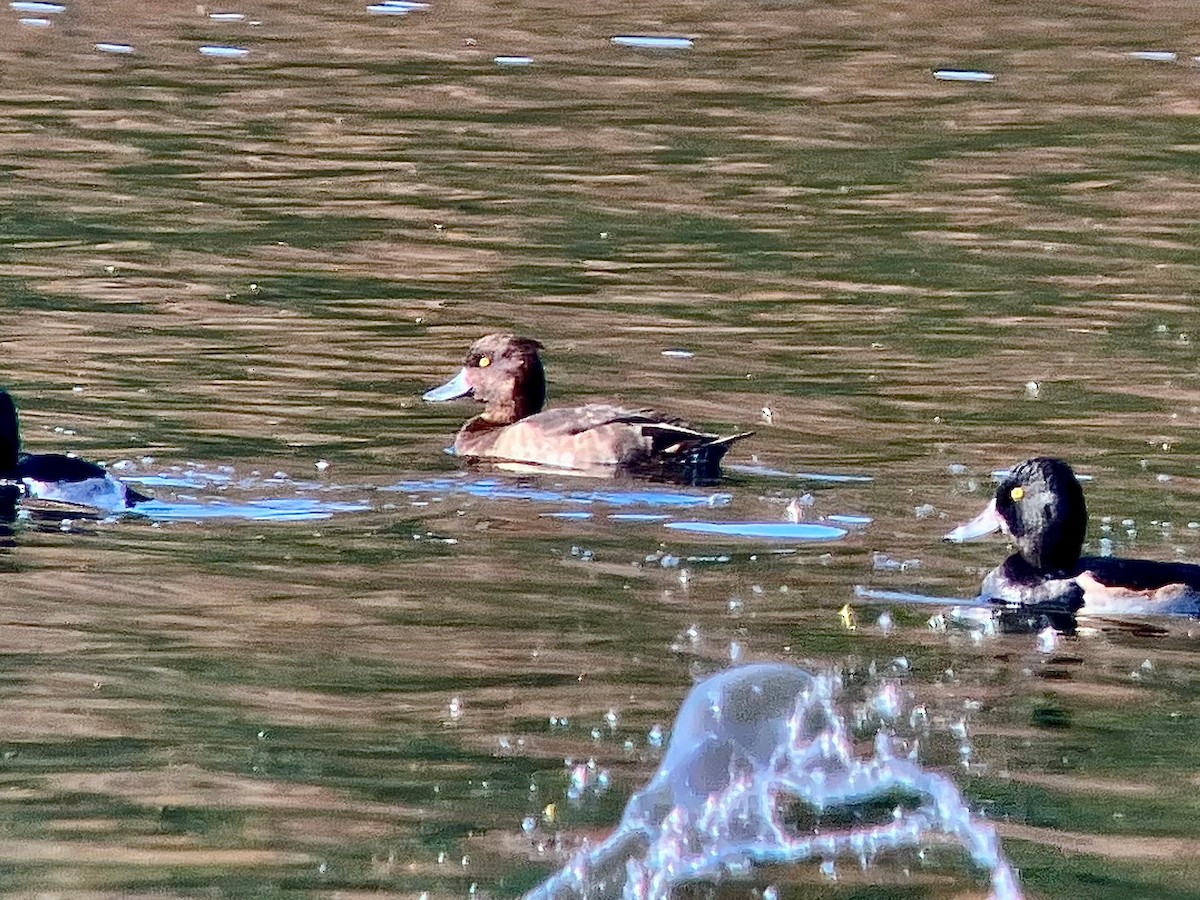 Tufted Duck - ML611638225