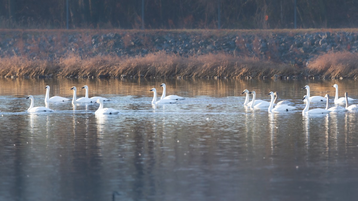 Tundra Swan - ML611638231