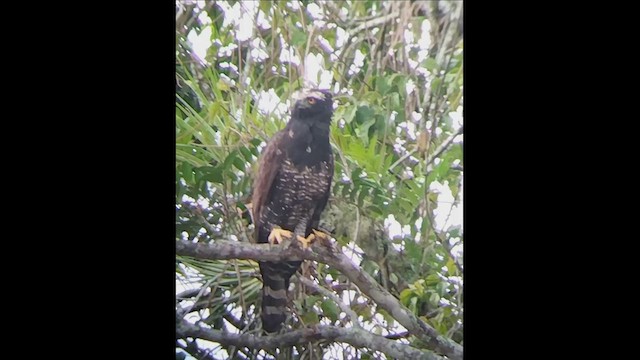 Águila Negra - ML611638301