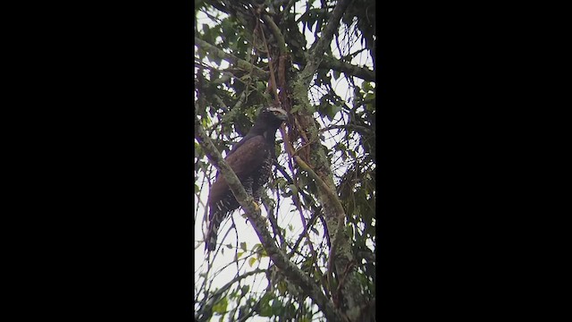 Águila Negra - ML611638304