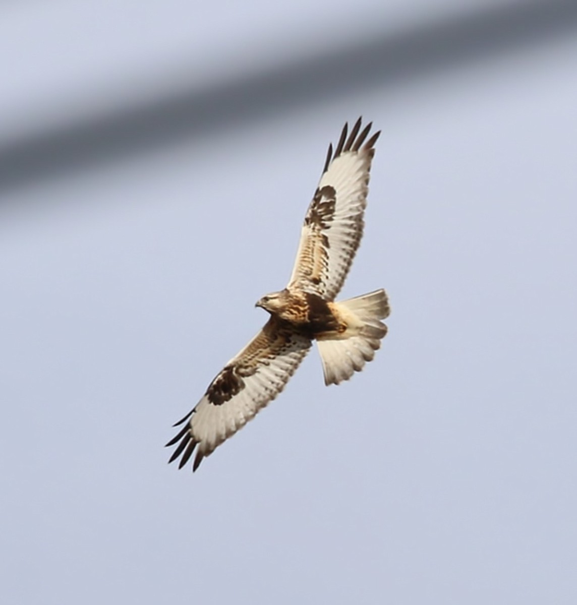 Rough-legged Hawk - Phil Mills