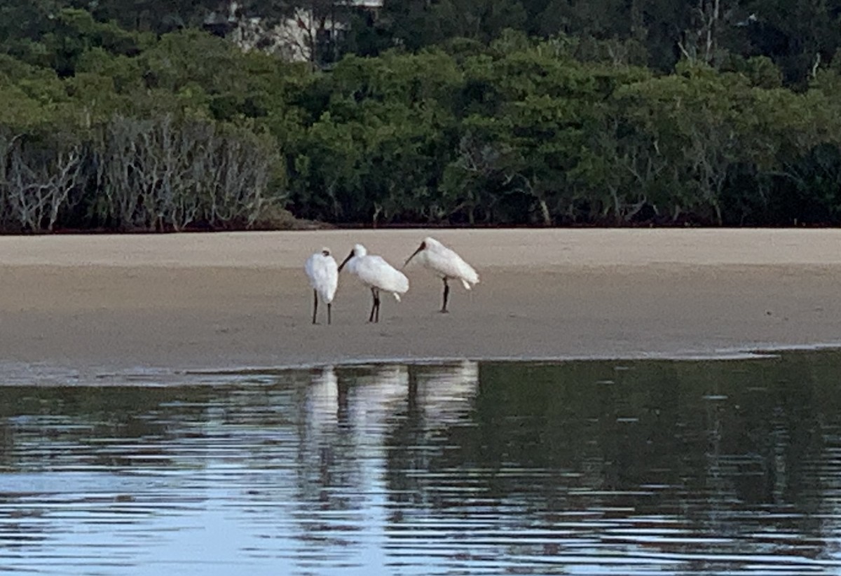 Royal Spoonbill - ML611638463