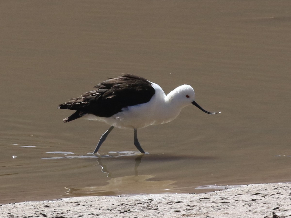 Andean Avocet - ML611638757