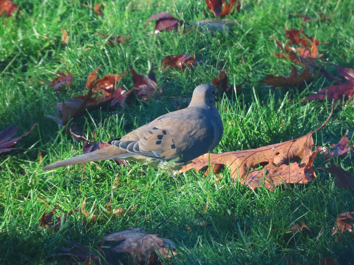 Mourning Dove - ML611638855