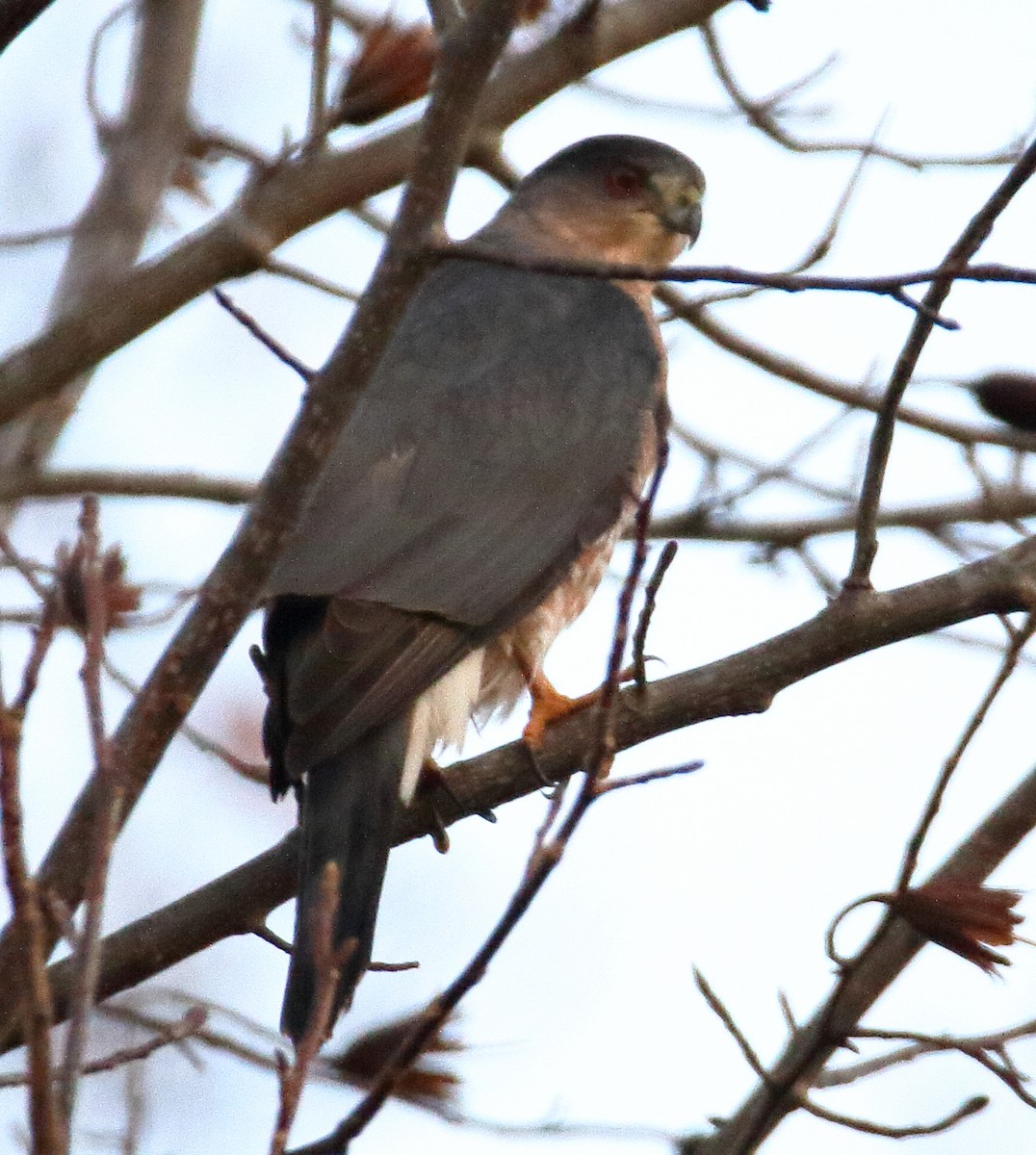 Cooper's Hawk - John Manger