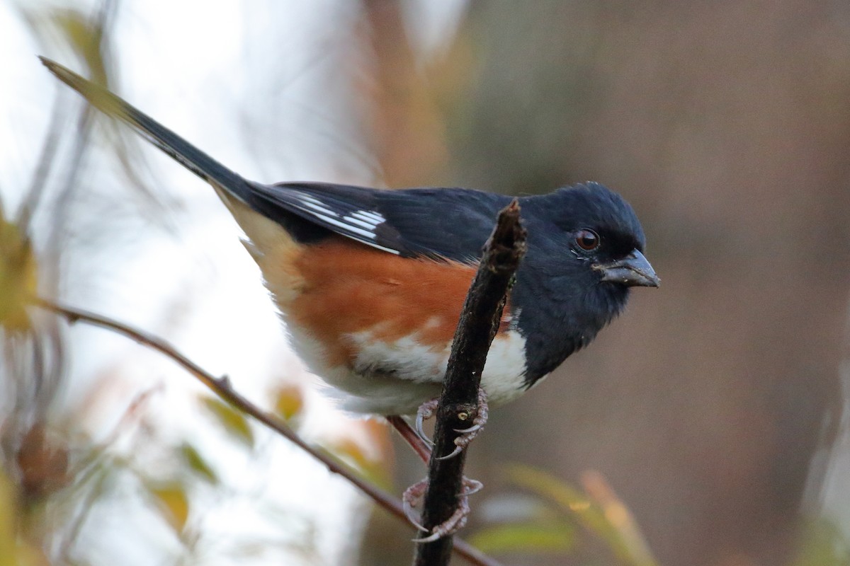 Eastern Towhee - ML611638918