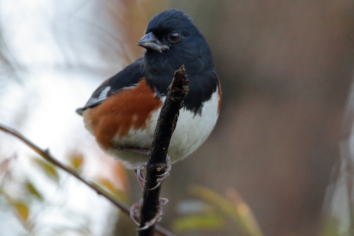 Eastern Towhee - ML611638928