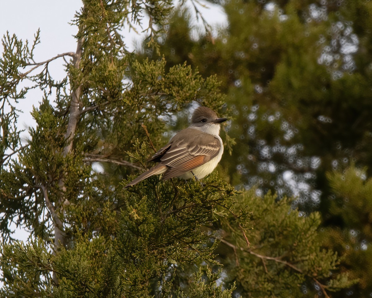 Ash-throated Flycatcher - Lincoln Martin