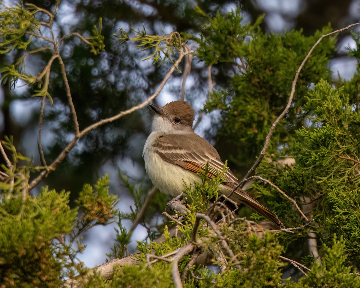 Ash-throated Flycatcher - ML611639023
