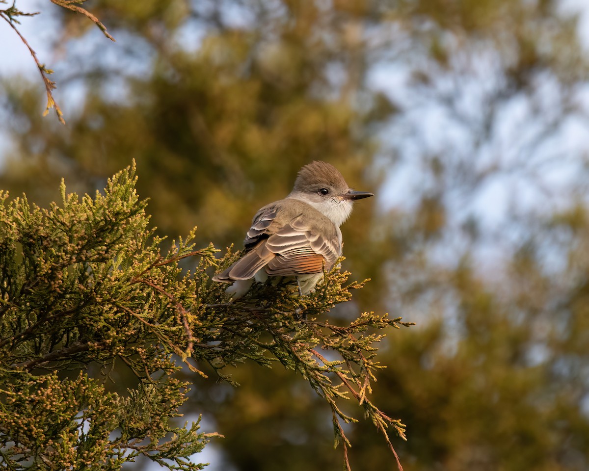 Ash-throated Flycatcher - ML611639024