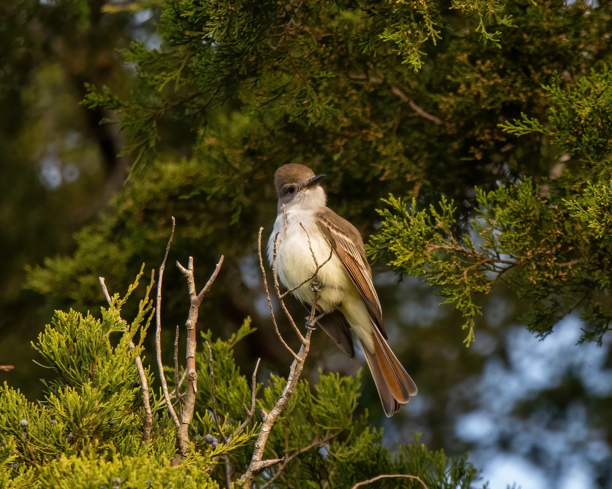 Ash-throated Flycatcher - Lincoln Martin