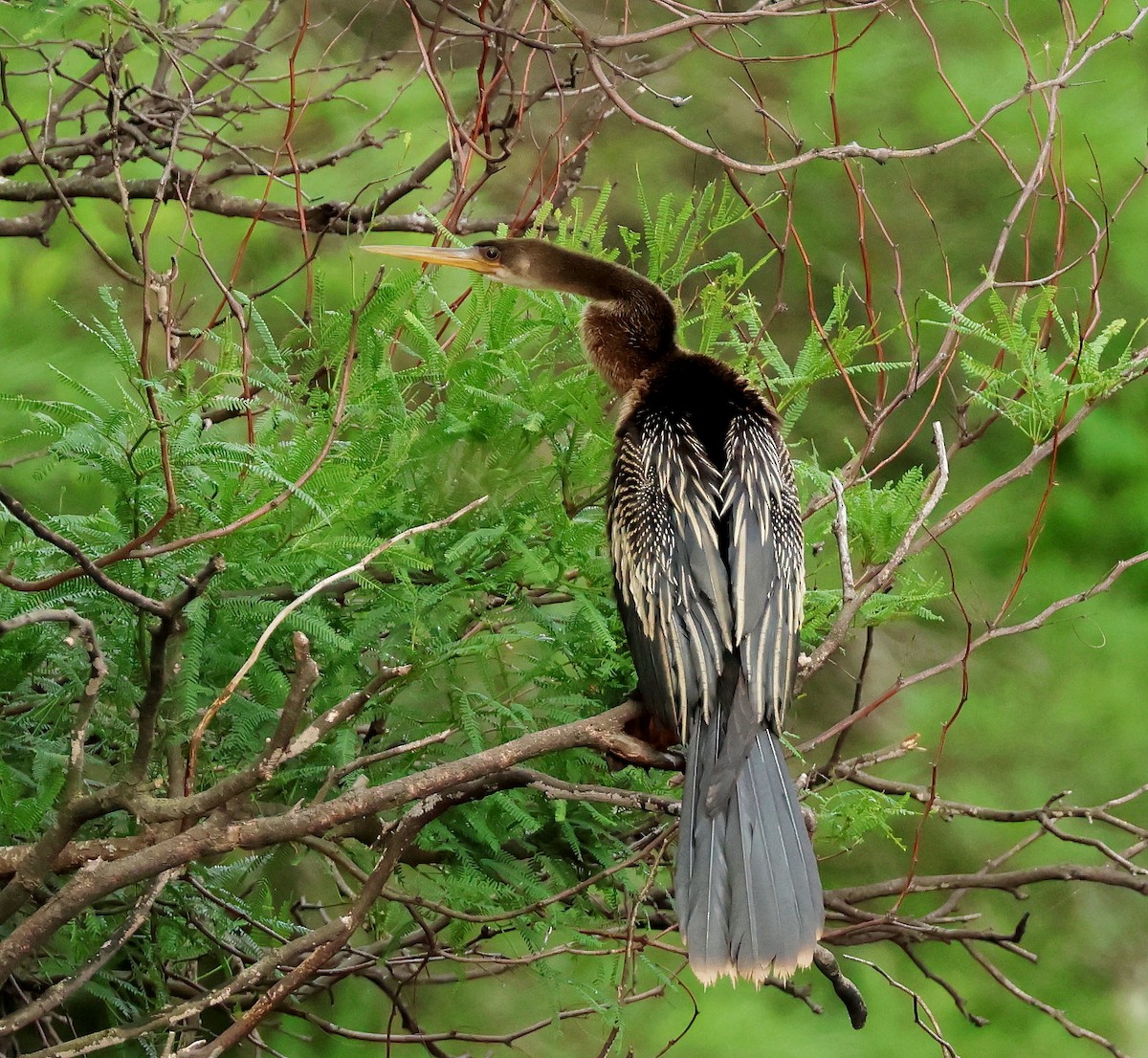 Anhinga - ML611639107