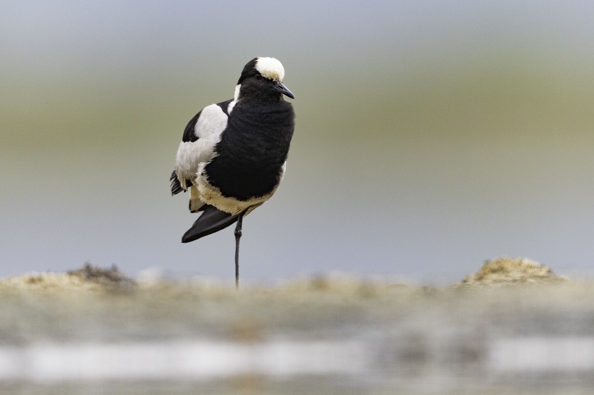 Blacksmith Lapwing - ML611639108