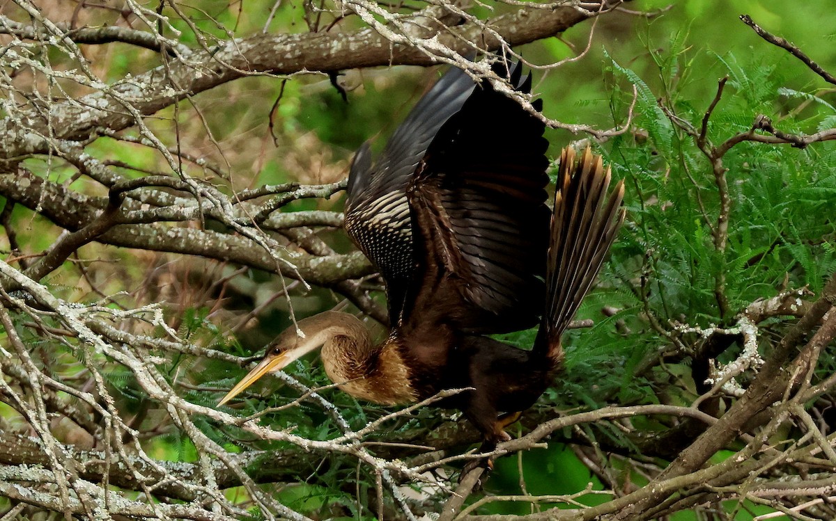 Anhinga - ML611639109