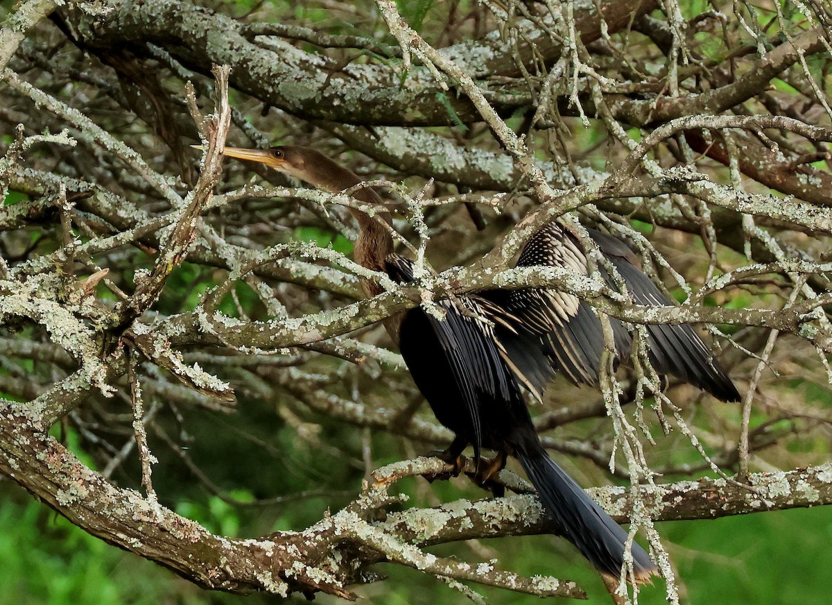 Anhinga - ML611639121