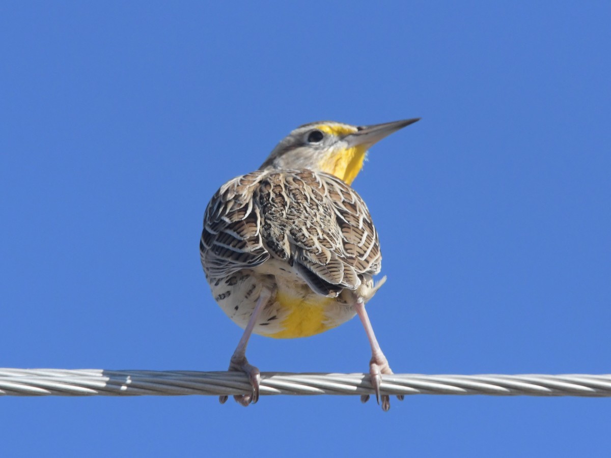 Western Meadowlark - ML611639133