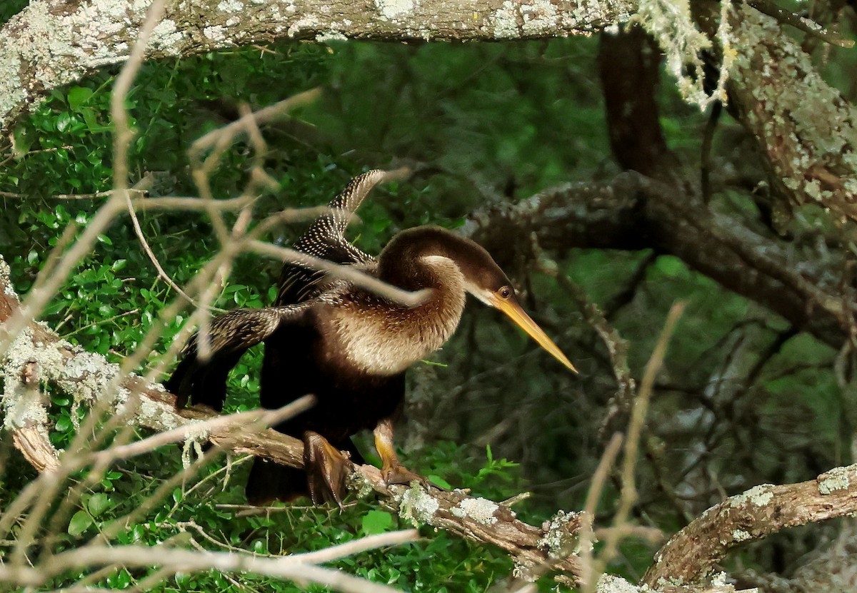 Anhinga - ML611639161
