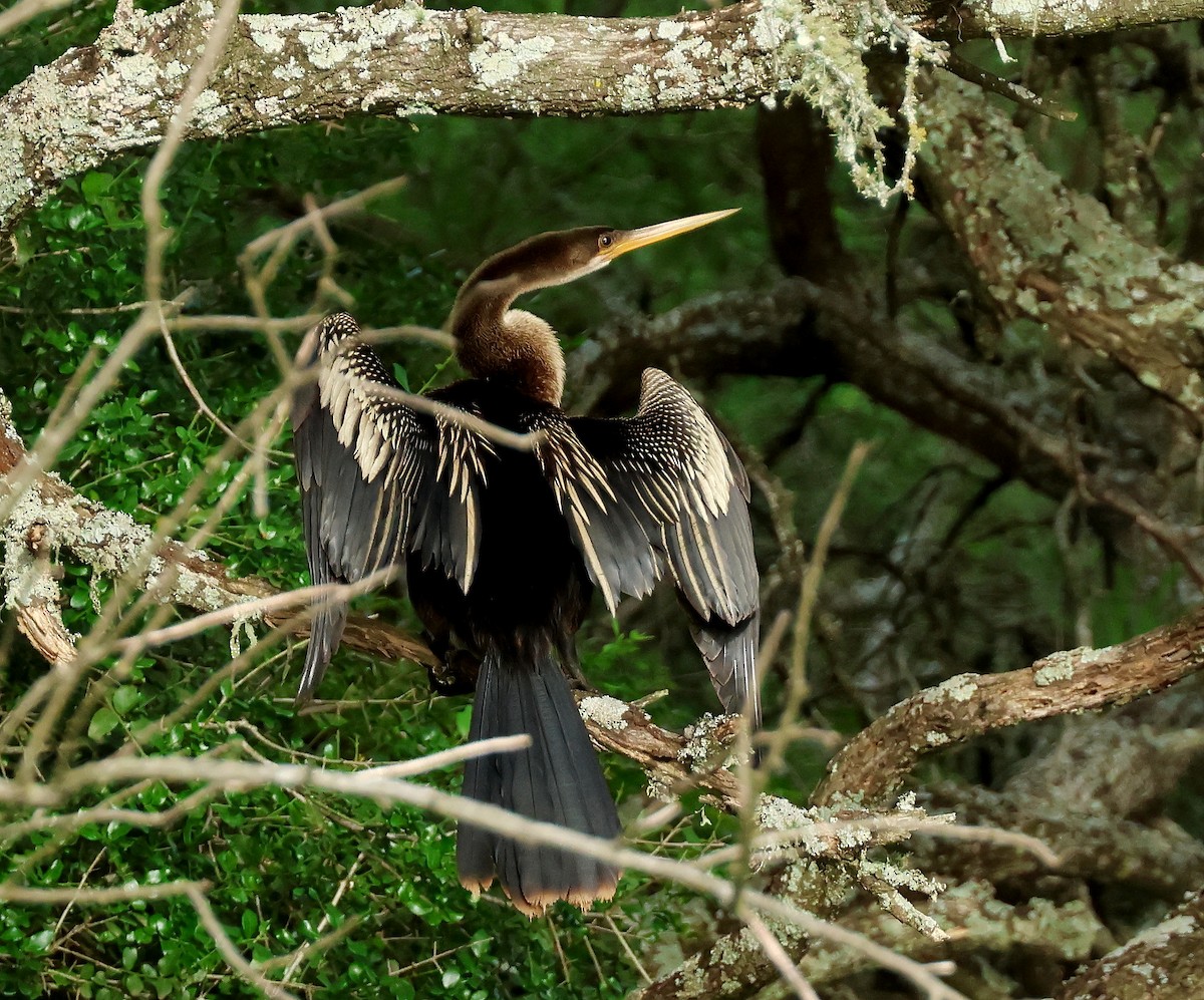 Anhinga - ML611639171