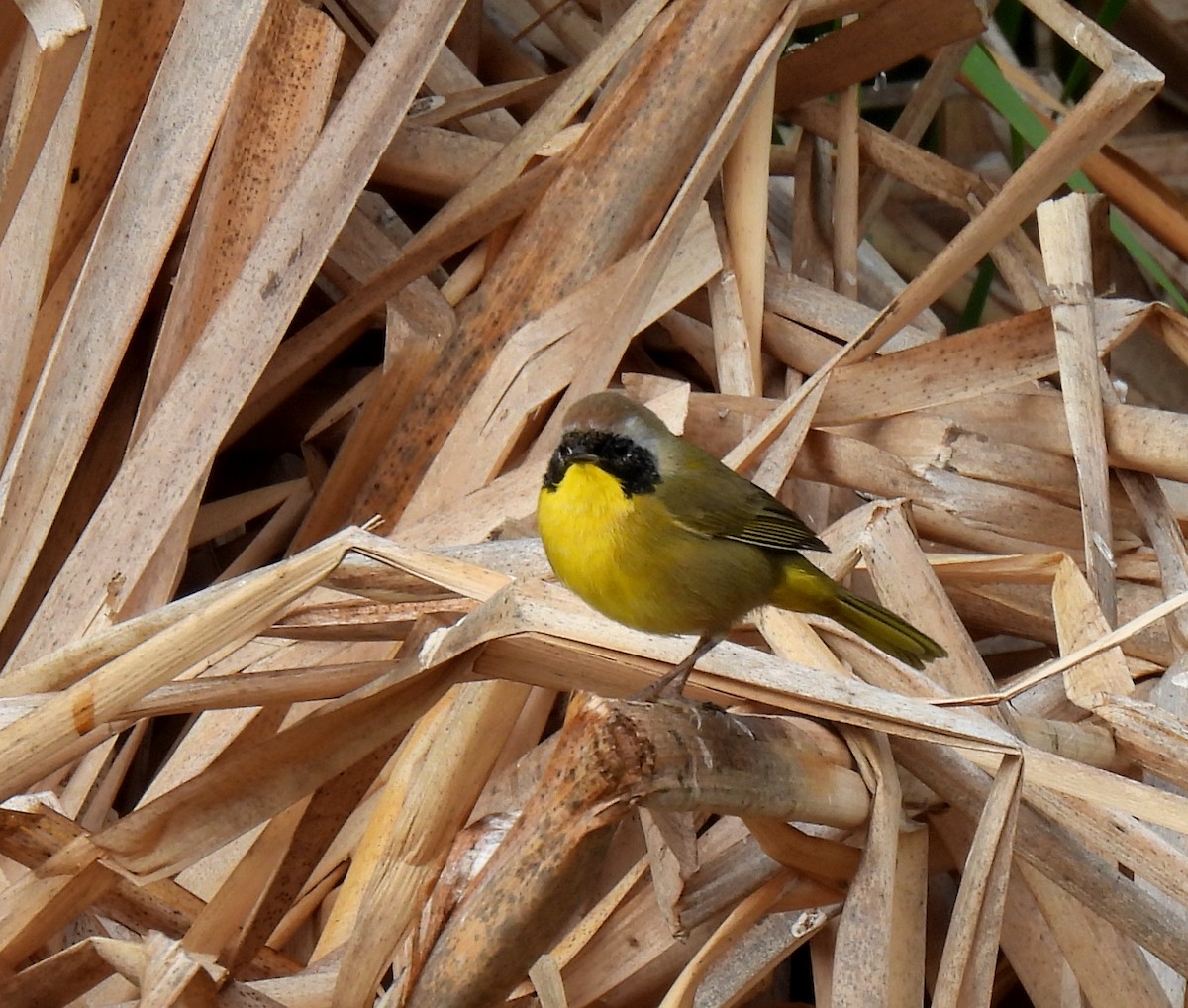 Common Yellowthroat - ML611639186