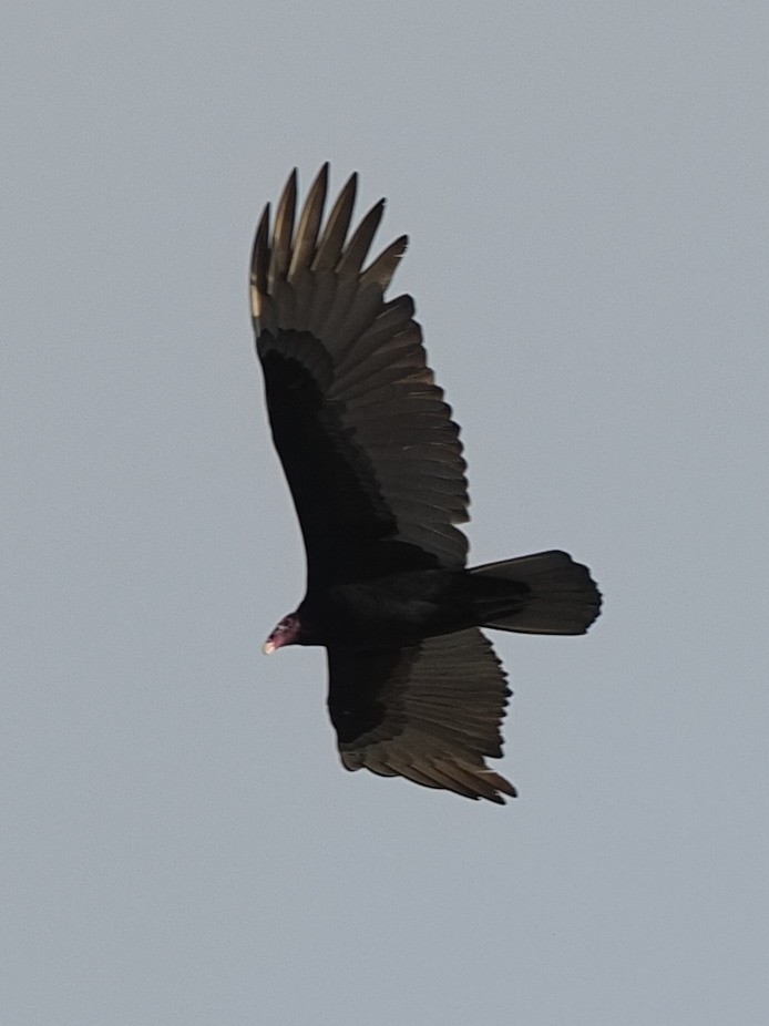 Turkey Vulture - ML611639250