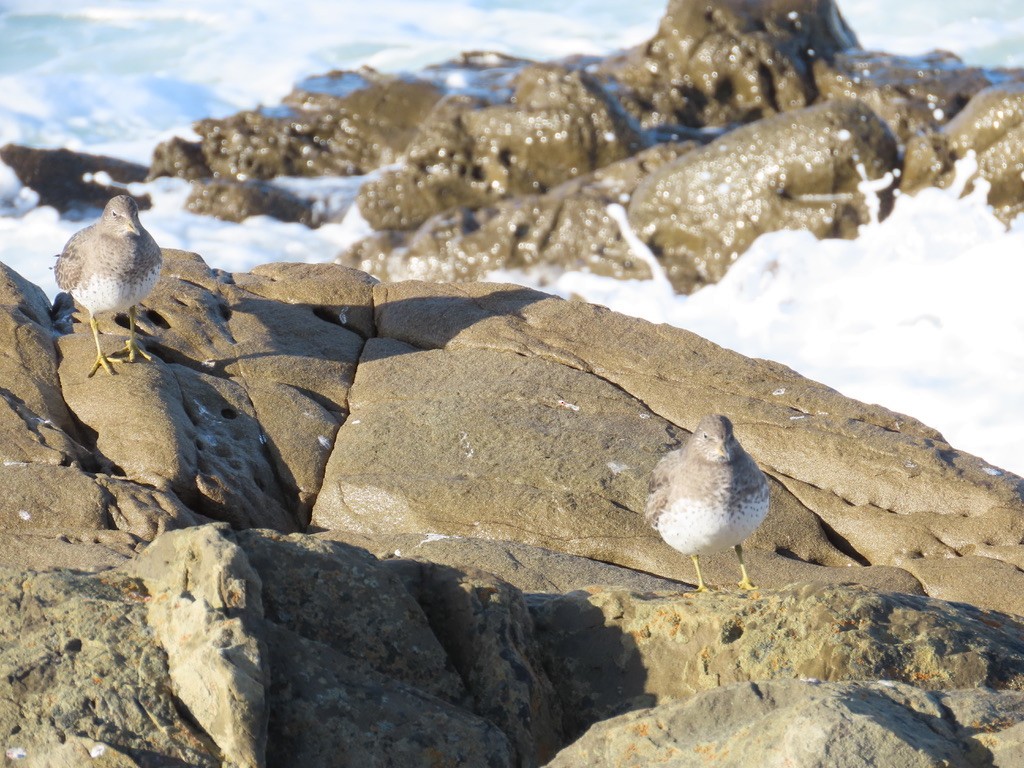 Surfbird - Kathy Dale