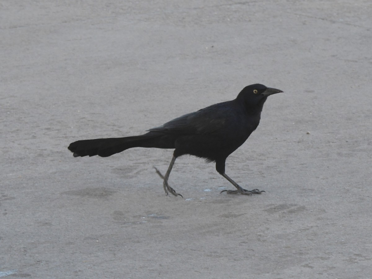 Great-tailed Grackle - ML611639278