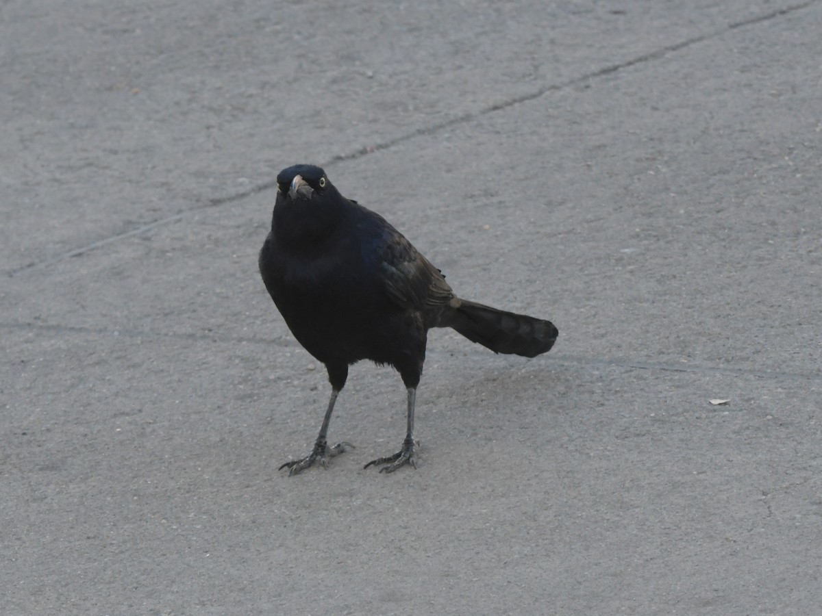 Great-tailed Grackle - ML611639283