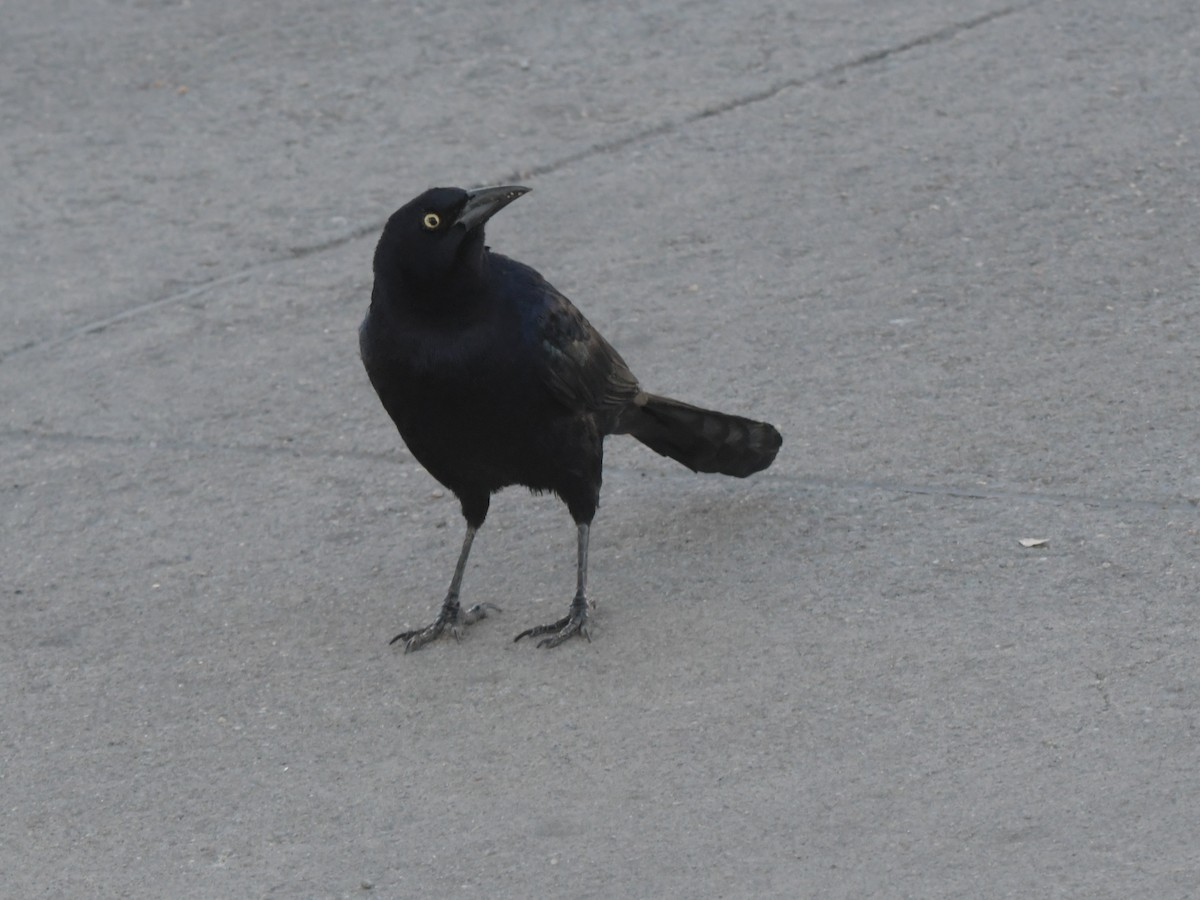Great-tailed Grackle - ML611639284