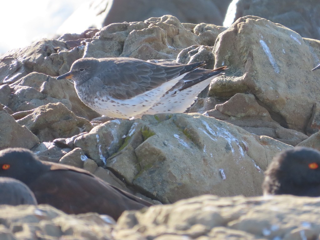 Surfbird - Kathy Dale