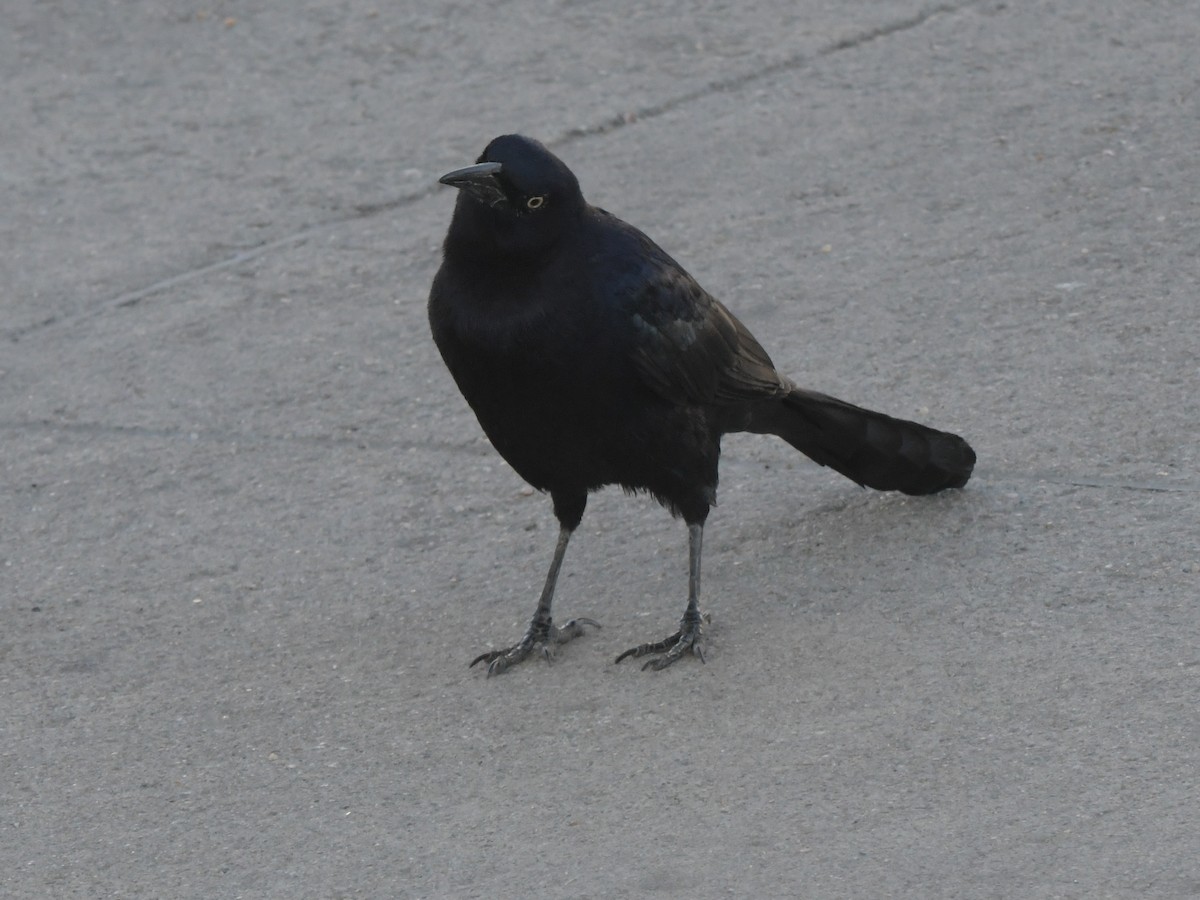 Great-tailed Grackle - ML611639289