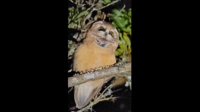 Unspotted Saw-whet Owl - ML611639293