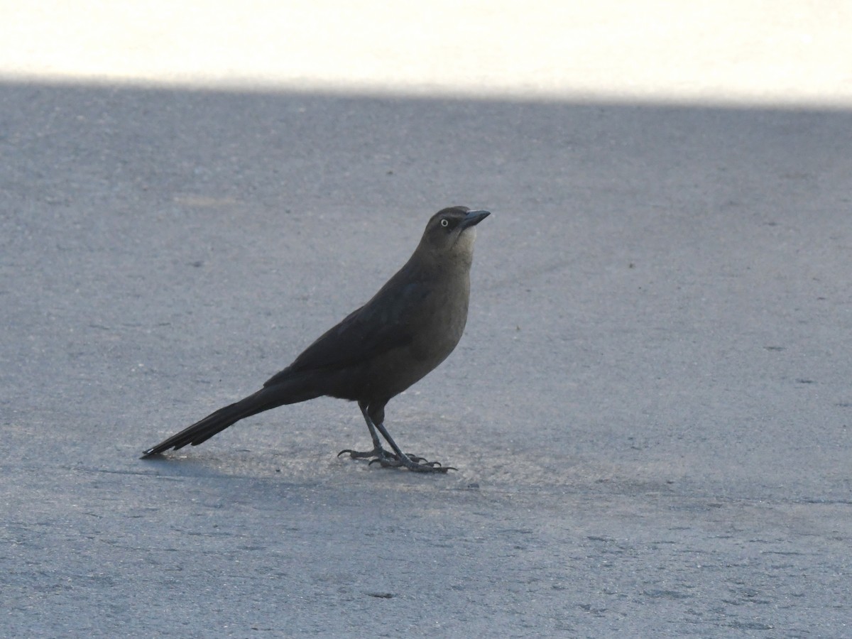 Great-tailed Grackle - ML611639298