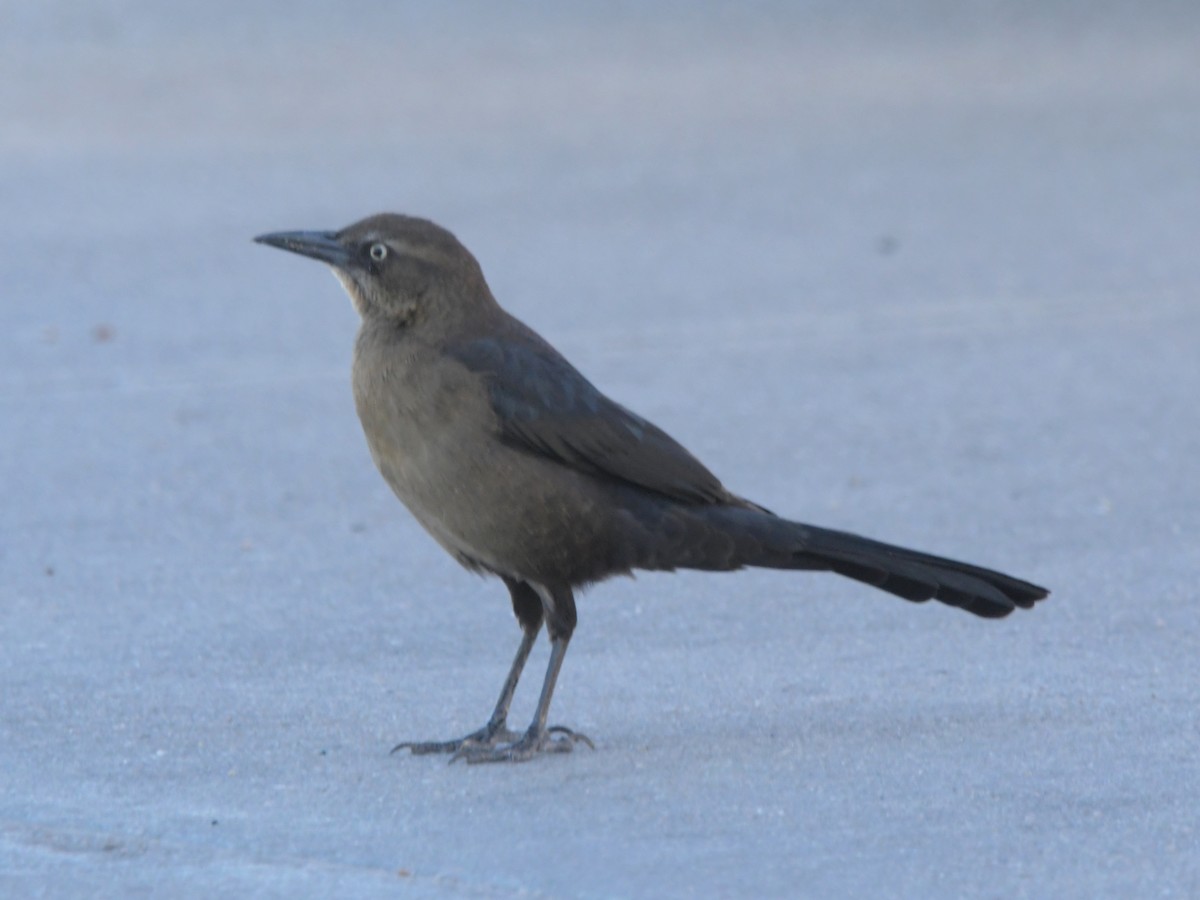 Great-tailed Grackle - ML611639300