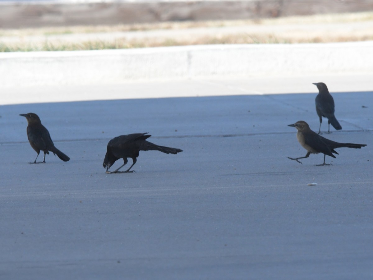 Great-tailed Grackle - ML611639304