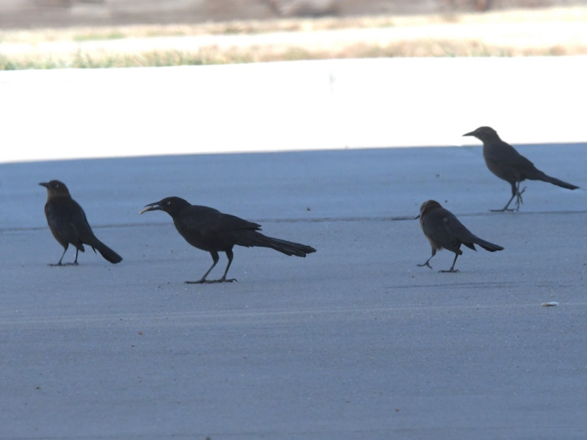Great-tailed Grackle - ML611639307