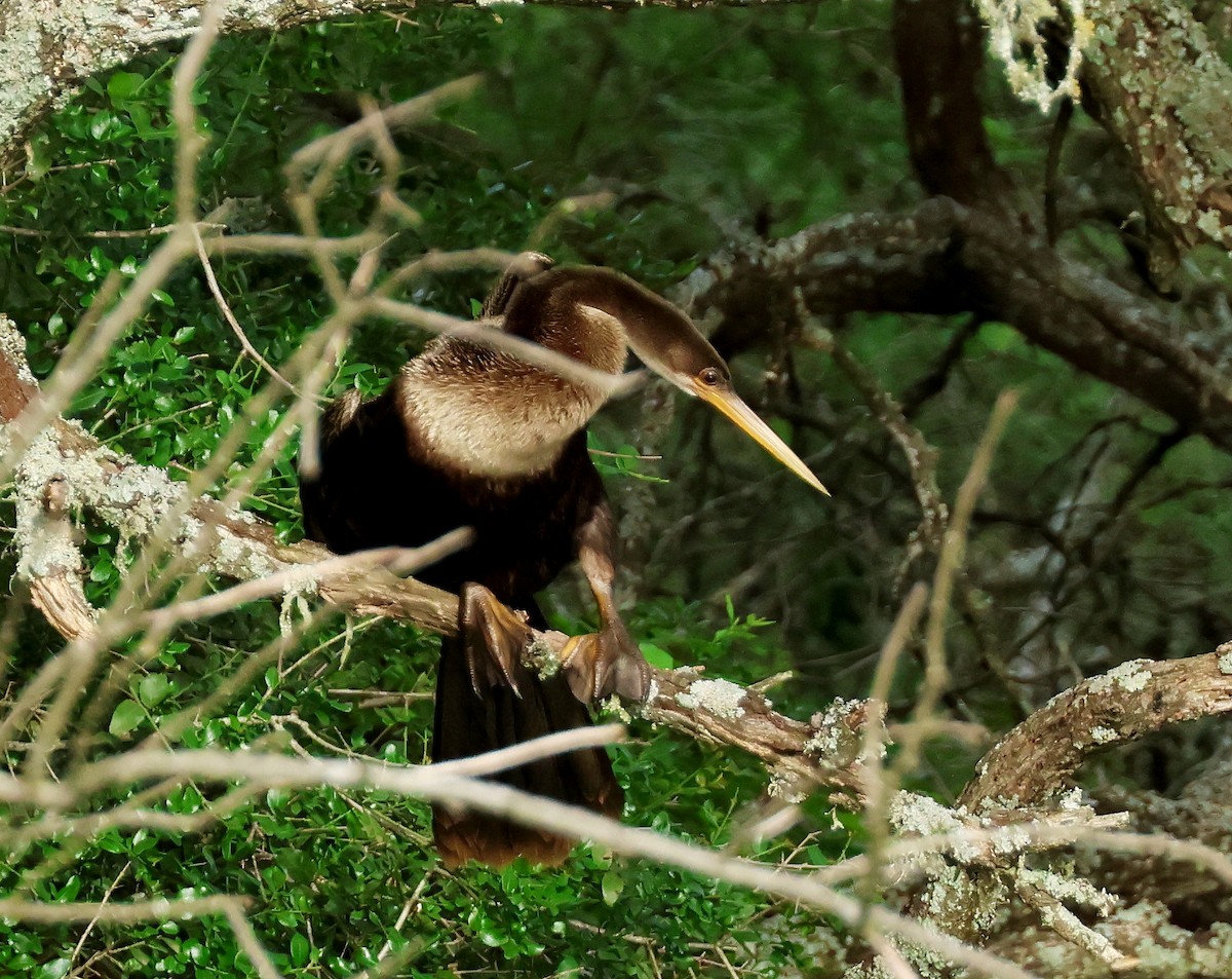 Anhinga - ML611639417