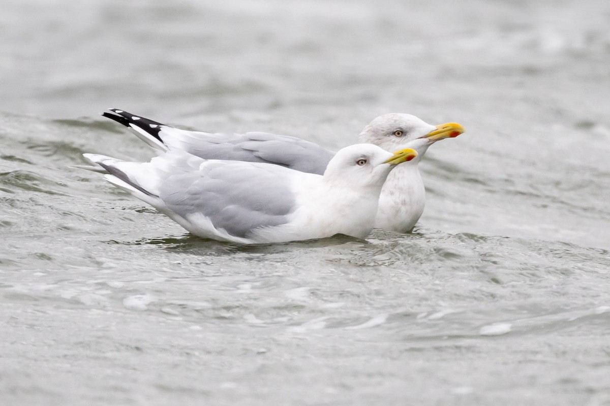 Iceland Gull - Brad Imhoff