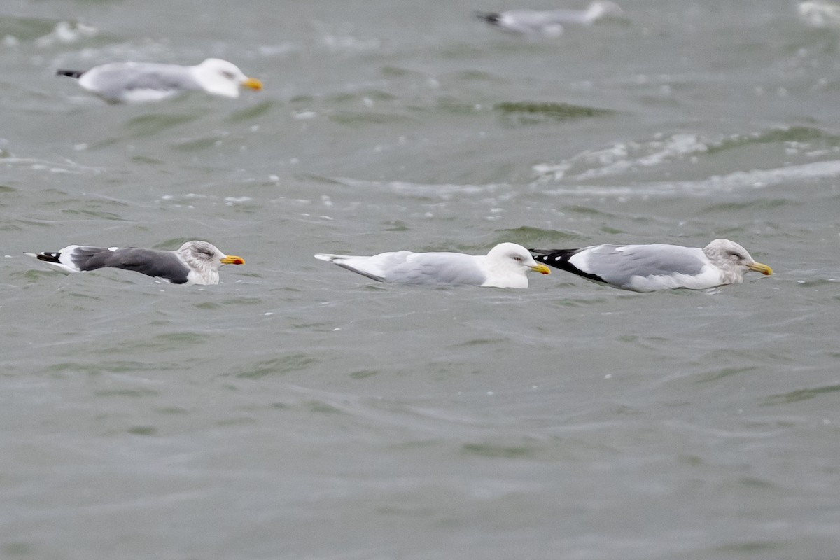 Iceland Gull - Brad Imhoff