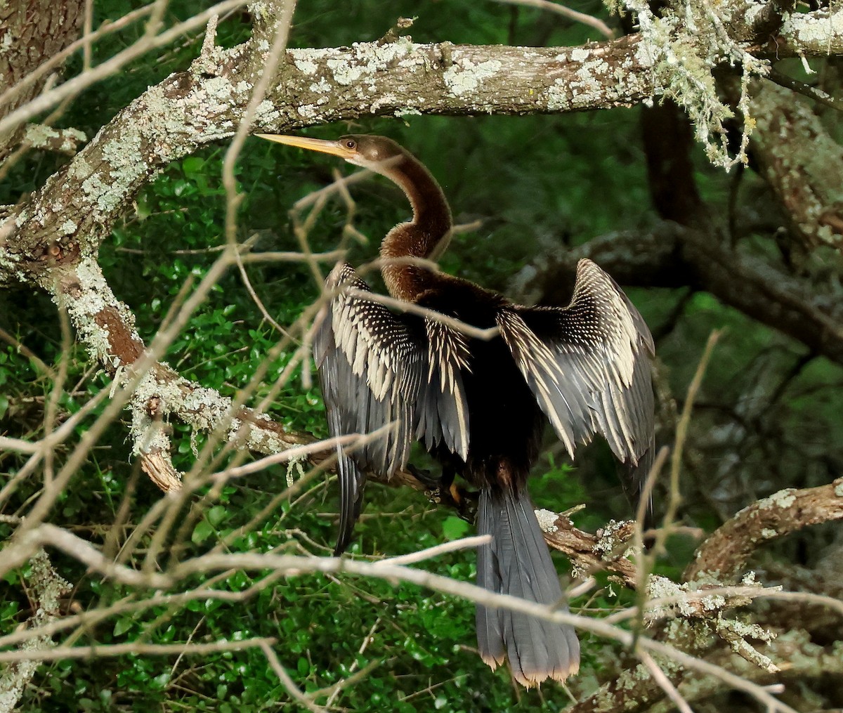Anhinga - ML611639471