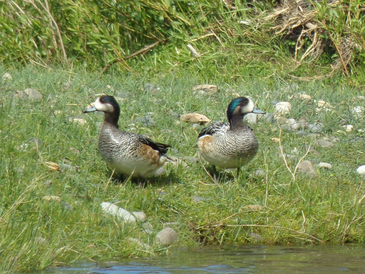 Chiloe Wigeon - Martin  Juarez