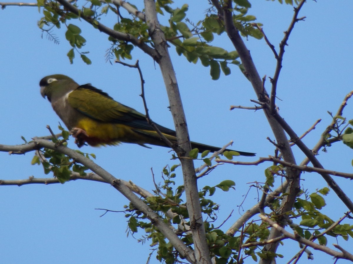 Burrowing Parakeet - Martin  Juarez