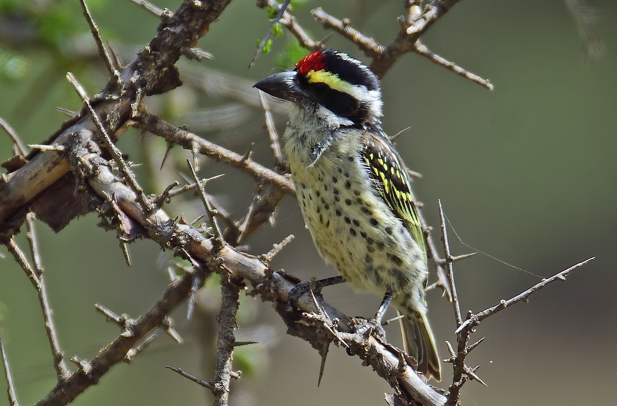 diademskjeggfugl - ML611639520