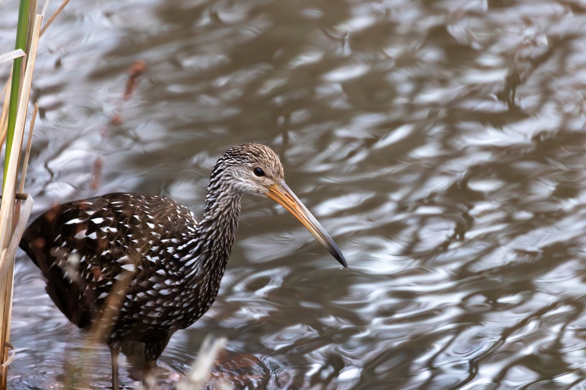 Limpkin (Speckled) - Jim Triplett