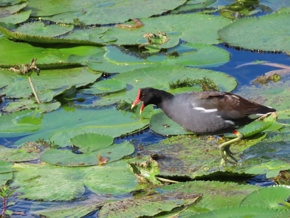 Common Gallinule - ML611639701