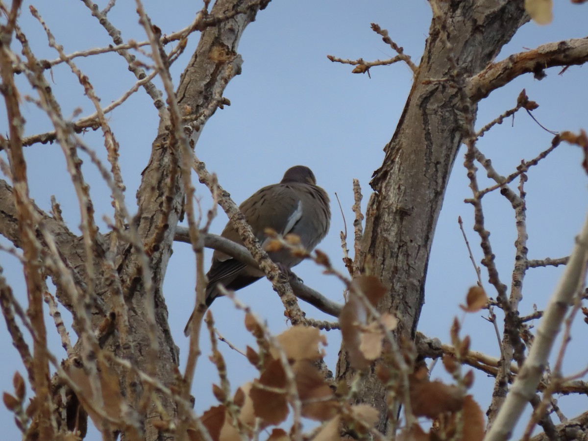 White-winged Dove - douglas diekman