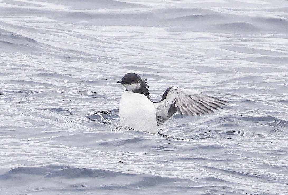 אורייה חייכנית - ML611639795
