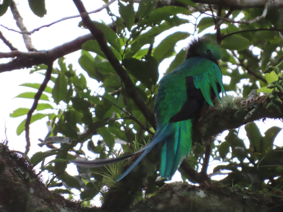 Quetzal Guatemalteco - ML611639838